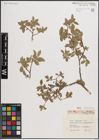 Foto von Salix daphnoides Vill.